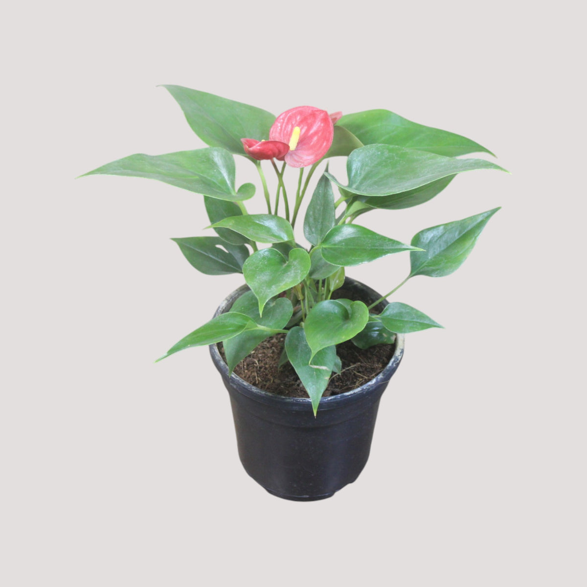 Anthurium (Red) Plant