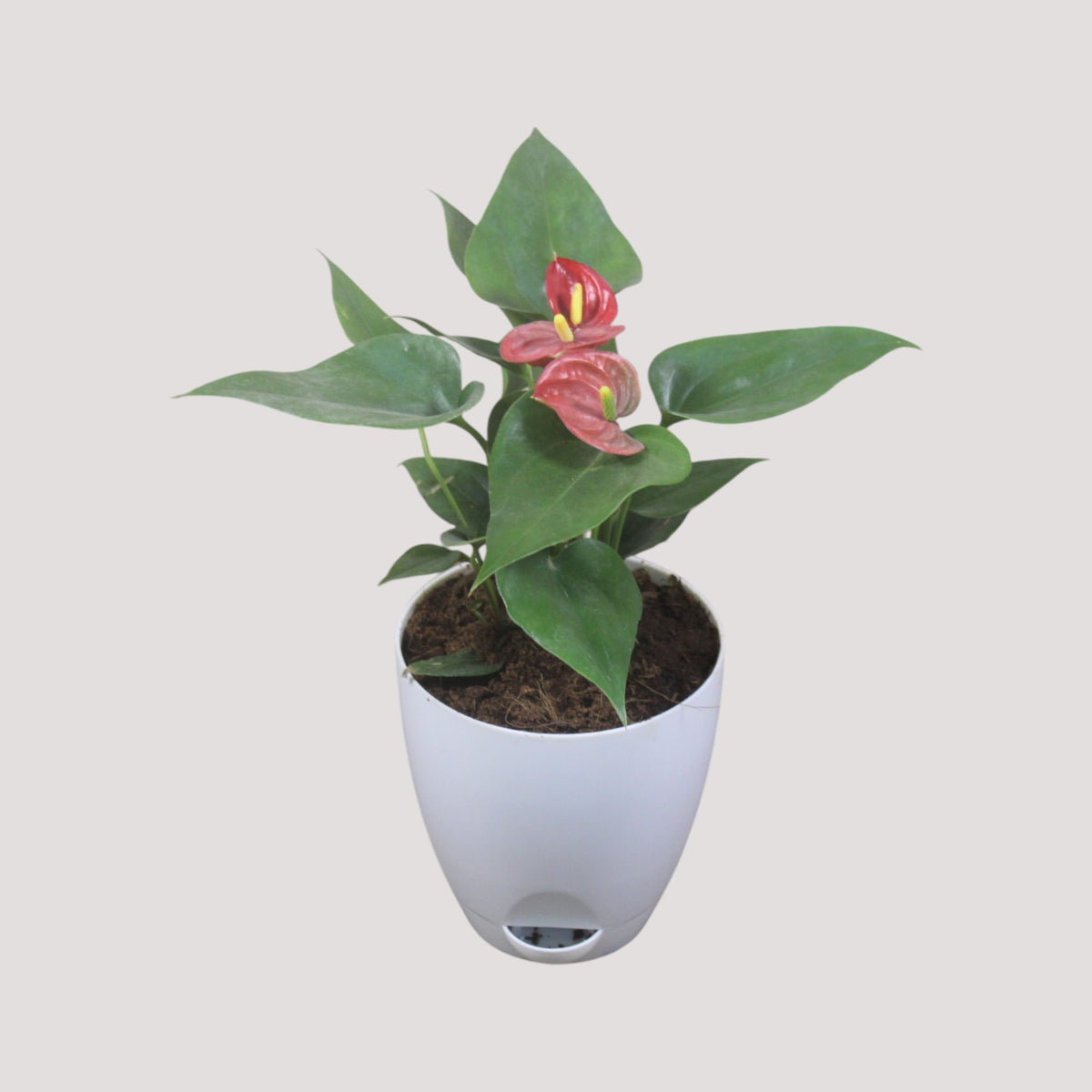 Anthurium (Red) Plant