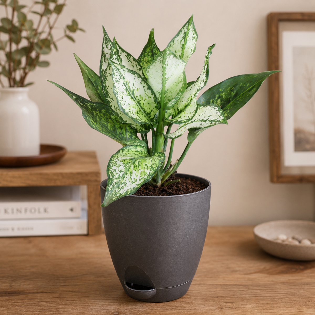 Aglaonema (Chinese Evergreen) Plant