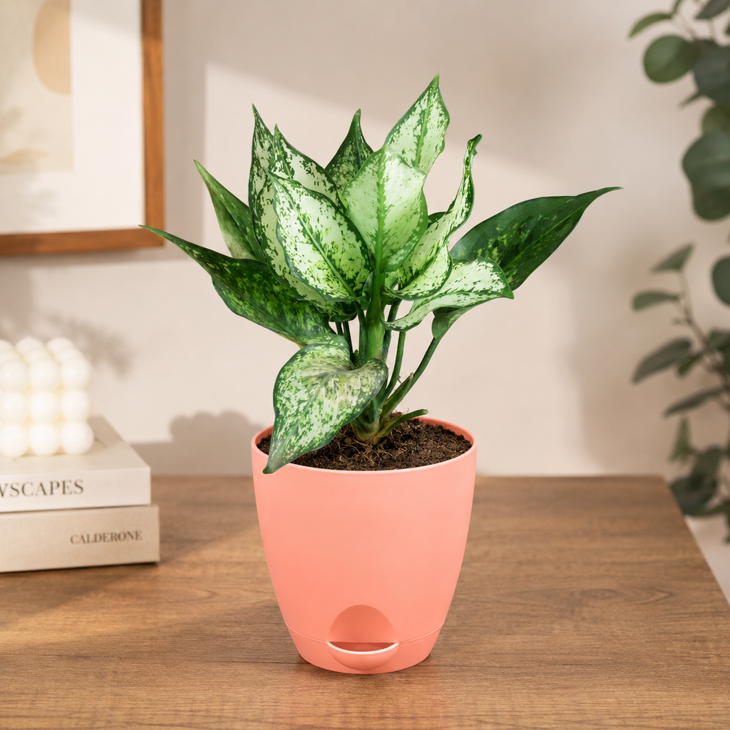 Aglaonema (Chinese Evergreen) Plant