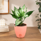 Aglaonema (Chinese Evergreen) Plant