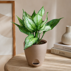 Aglaonema (Chinese Evergreen) Plant