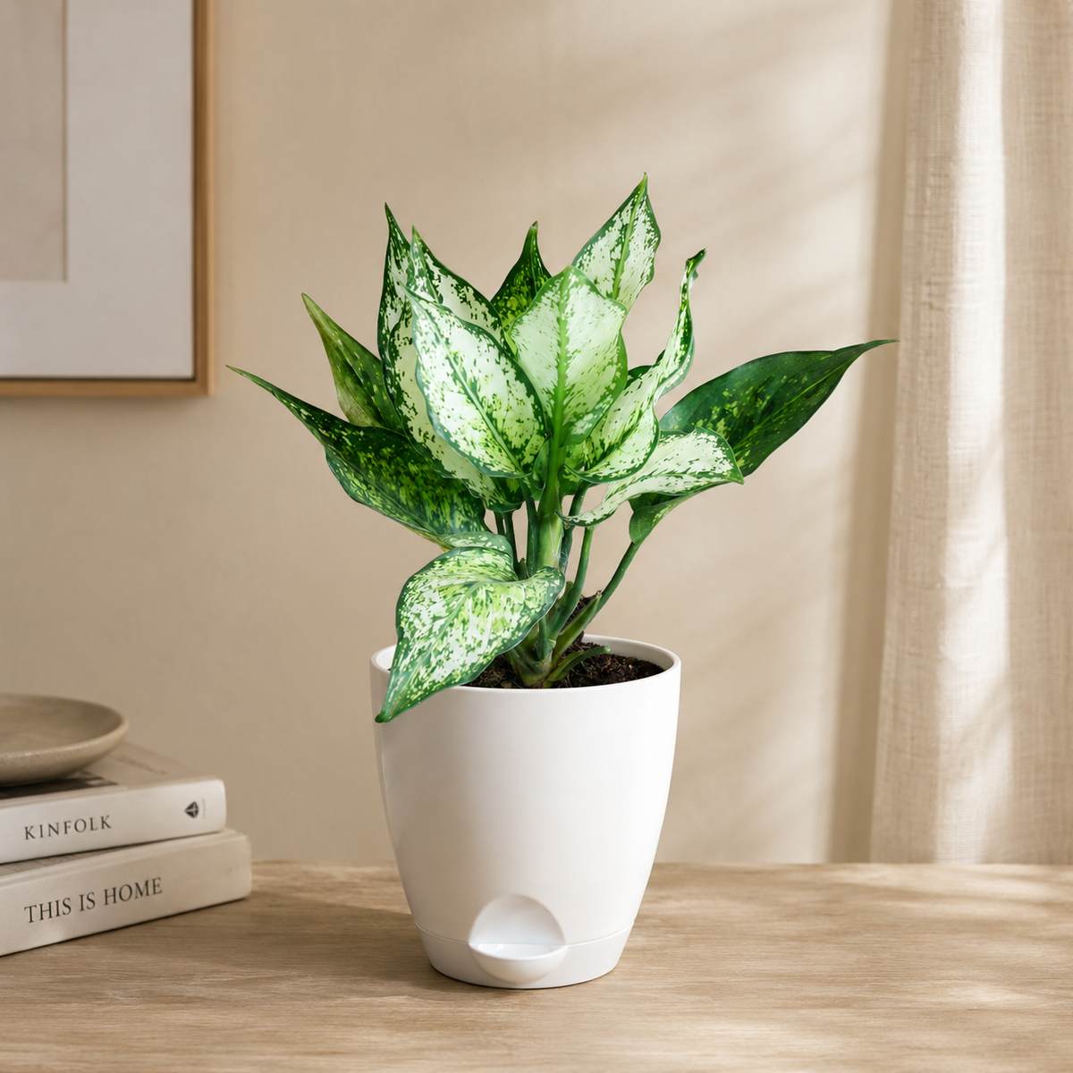 Aglaonema (Chinese Evergreen) Plant
