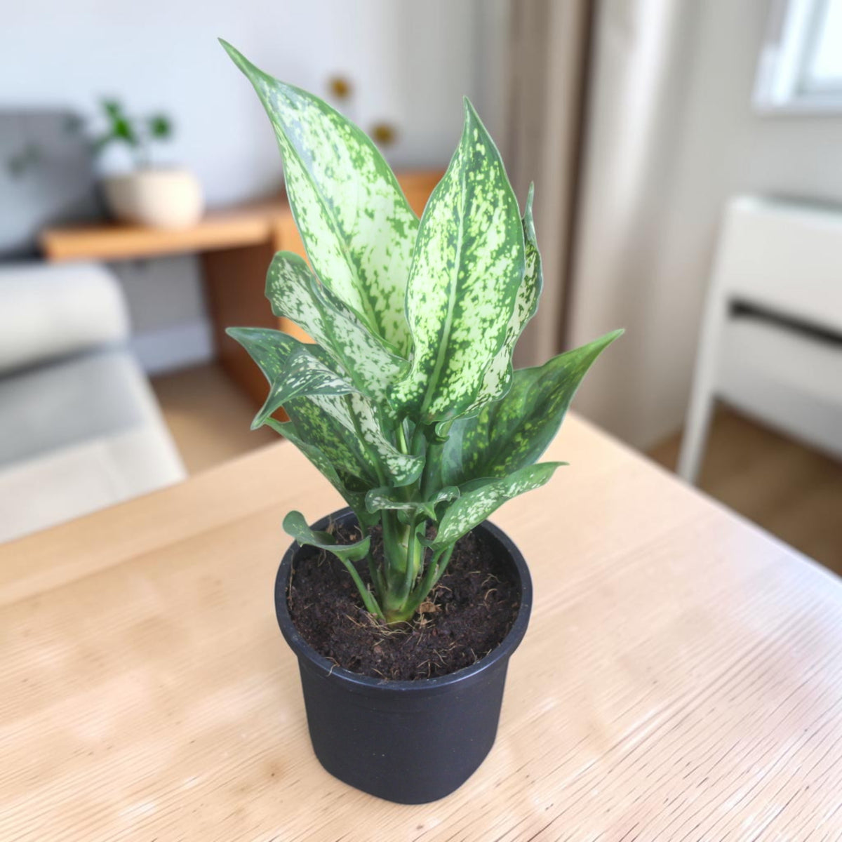 Aglaonema (Chinese Evergreen) Plant
