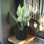 Aglaonema (Chinese Evergreen) Plant