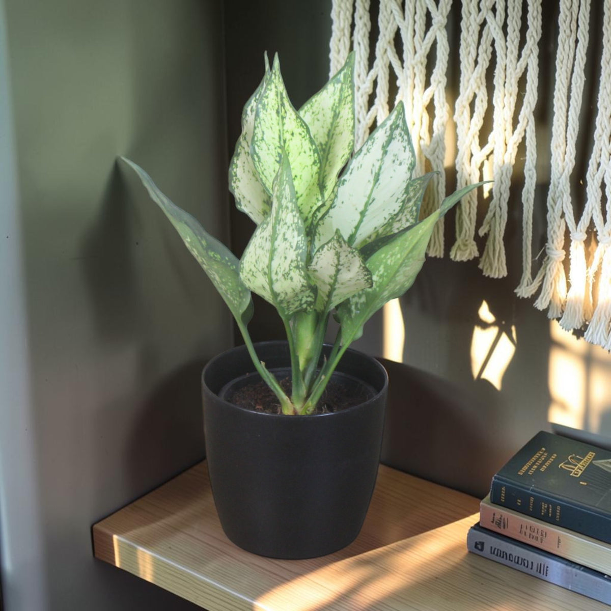 Aglaonema (Chinese Evergreen) Plant