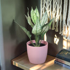 Aglaonema (Chinese Evergreen) Plant