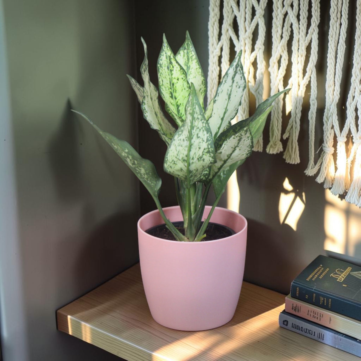 Aglaonema (Chinese Evergreen) Plant