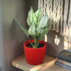 Aglaonema (Chinese Evergreen) Plant