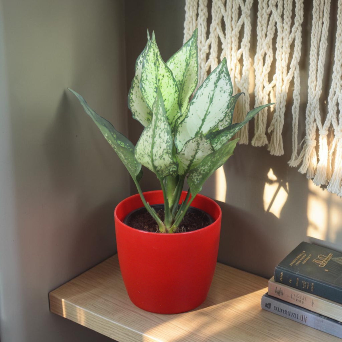 Aglaonema (Chinese Evergreen) Plant