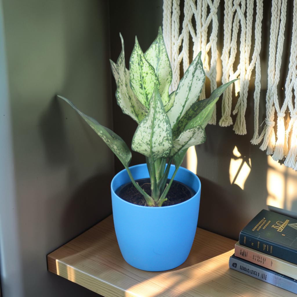 Aglaonema (Chinese Evergreen) Plant
