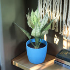 Aglaonema (Chinese Evergreen) Plant