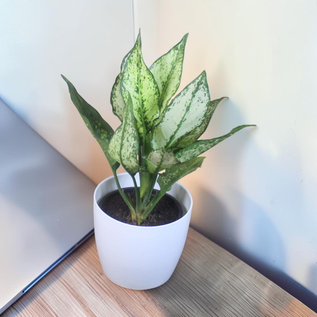 Aglaonema (Chinese Evergreen) Plant