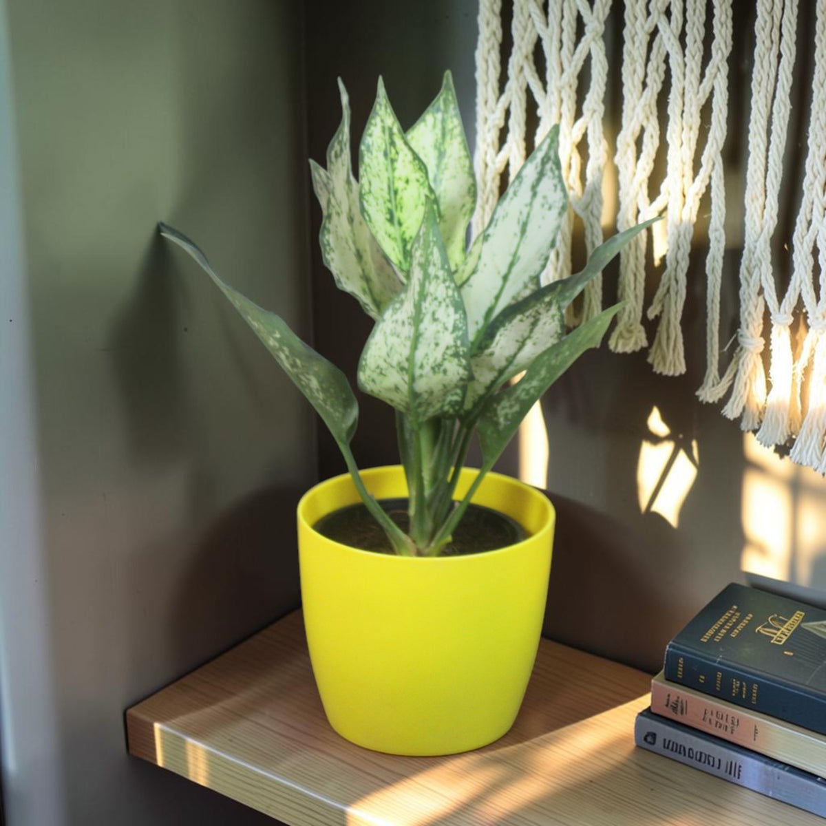 Aglaonema (Chinese Evergreen) Plant