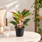Aglaonema (Lipstick) Plant