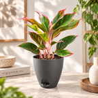 Aglaonema (Lipstick) Plant