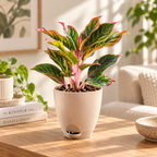 Aglaonema (Lipstick) Plant