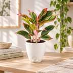 Aglaonema (Lipstick) Plant