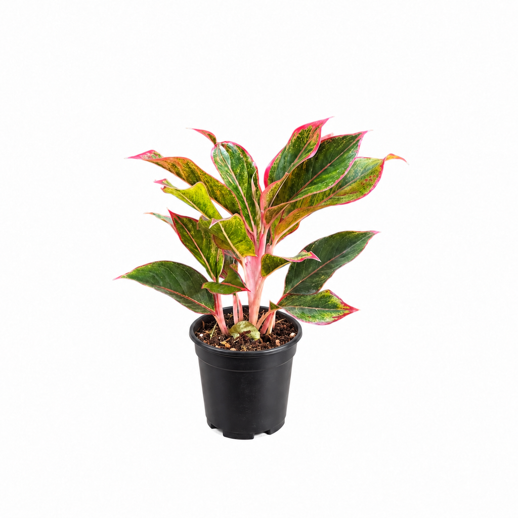 Aglaonema (Lipstick) Plant