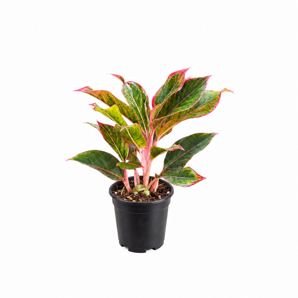 Aglaonema (Lipstick) Plant