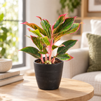 Aglaonema (Lipstick) Plant