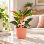 Aglaonema (Lipstick) Plant