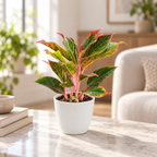 Aglaonema (Lipstick) Plant