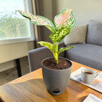 Aglaonema (Pink) Plant