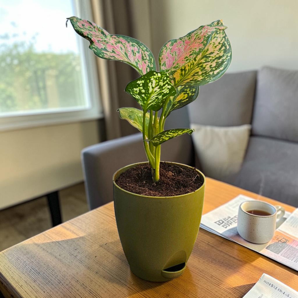 Aglaonema (Pink) Plant