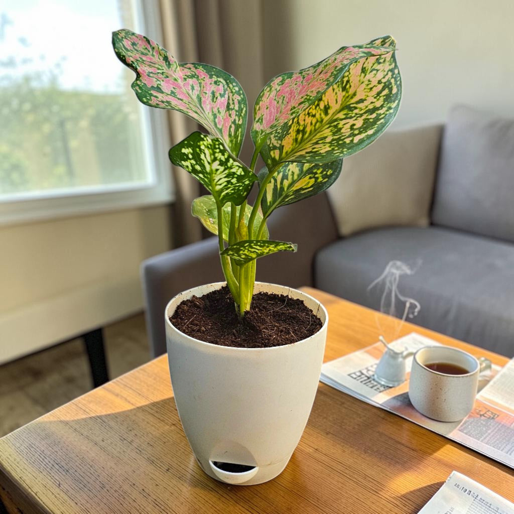 Aglaonema (Pink) Plant