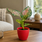 Aglaonema (Pink) Plant