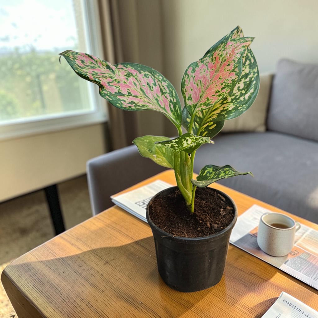 Aglaonema (Pink) Plant