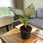 Aglaonema (Pink) Plant