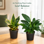Air Purifying Indoor Plant Set of 2 – Leaf Balance