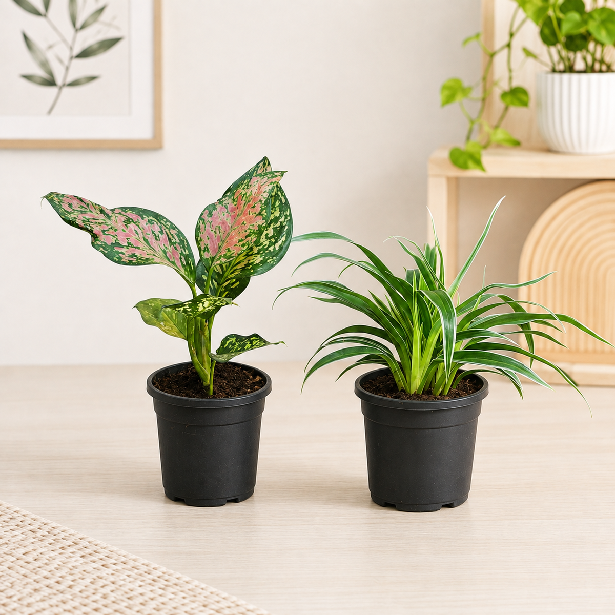 Air Purifying Indoor Plant Set of 2 – Colour & Calm