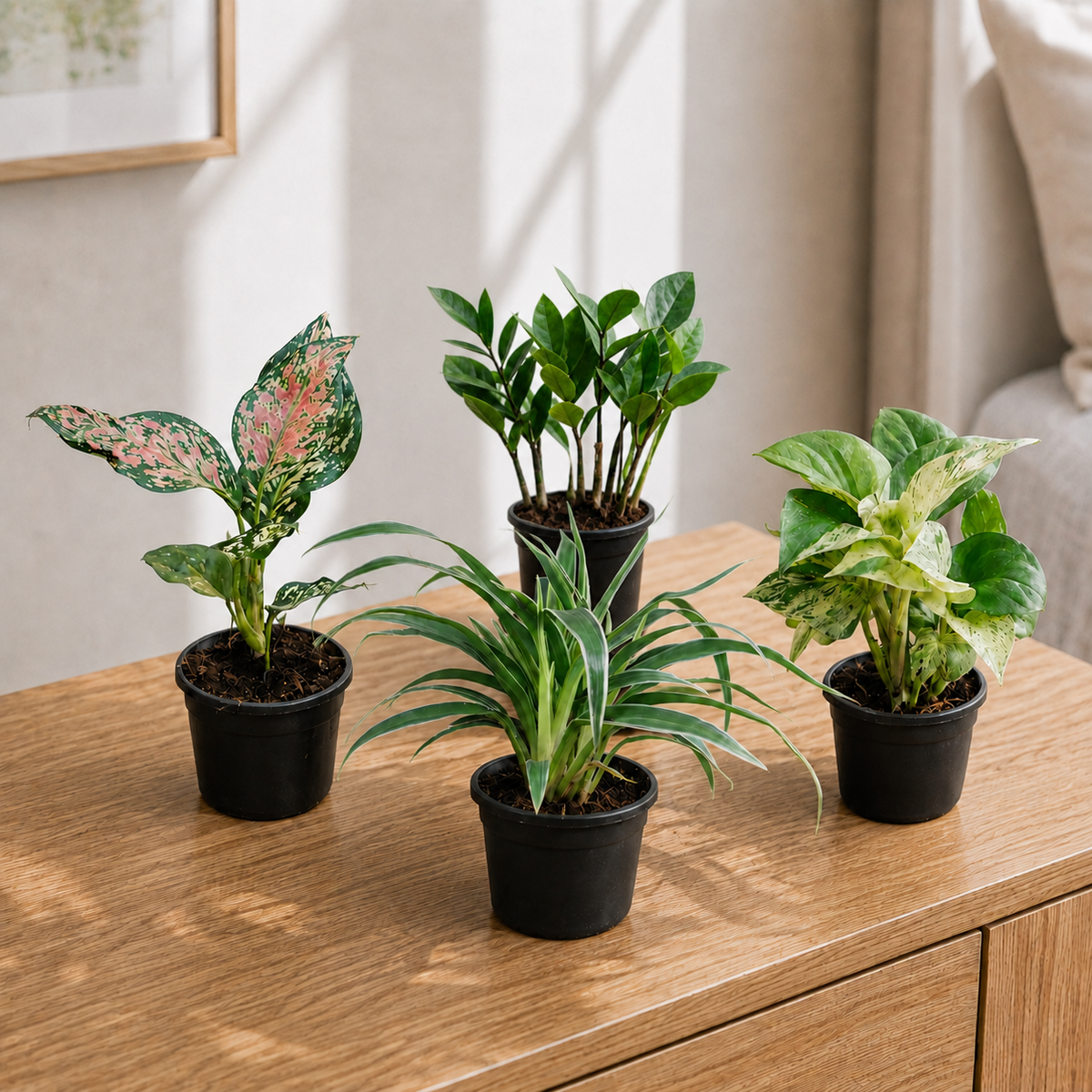 Air Purifying Indoor Plant Set of 4 – Colourful Canopy