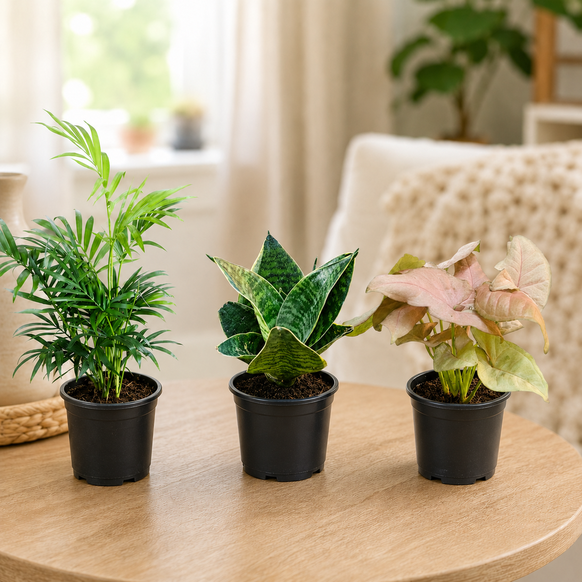 Air Purifying Indoor Plant Set of 3 – Compact Canopy