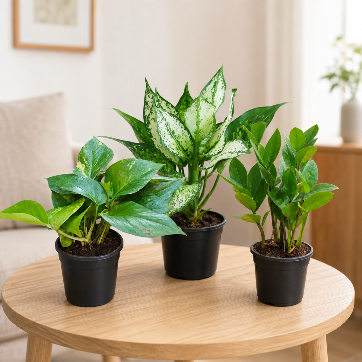 Air Purifying Indoor Plant Set of 3 – Everyday Greens