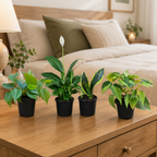 Air Purifying Indoor Plant Set of 4 – Foliage Balance
