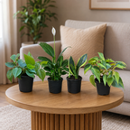 Air Purifying Indoor Plant Set of 4 – Foliage Balance
