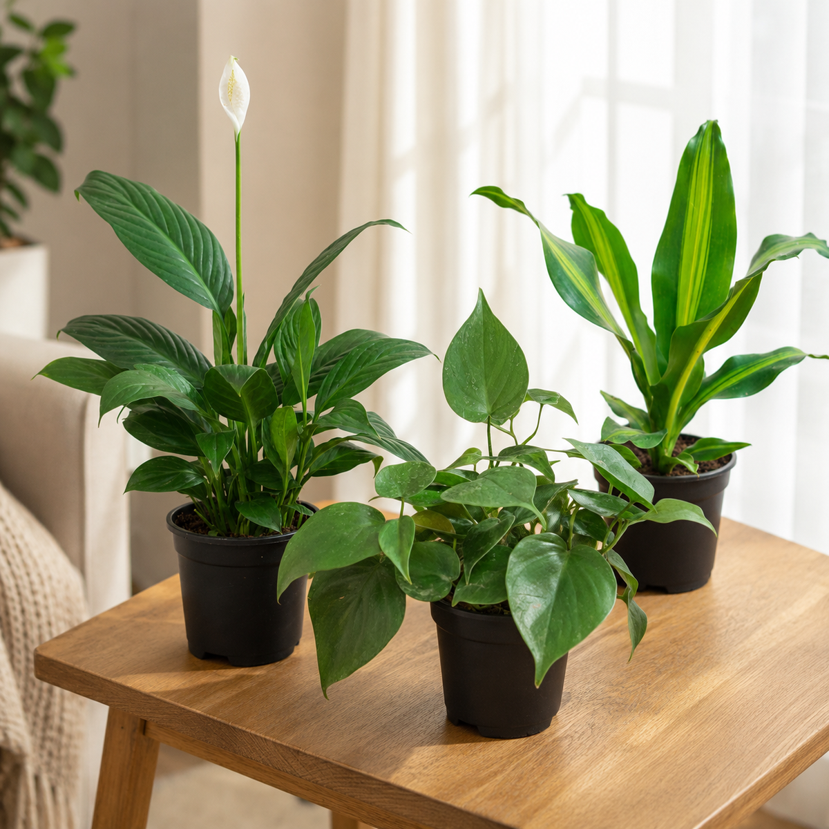Air Purifying Indoor Plant Set of 3 – Indoor Leafscape