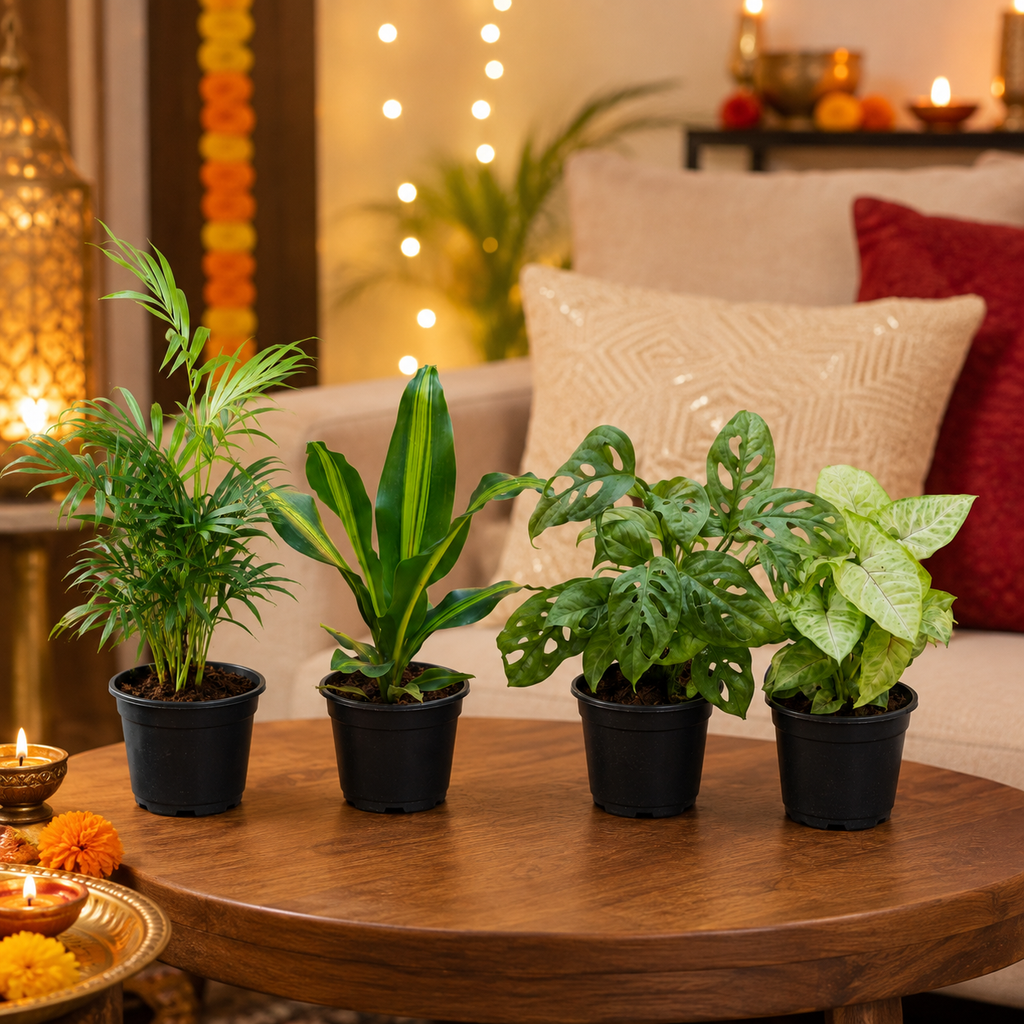 Air Purifying Indoor Plant Set of 4 – Tropical Layers