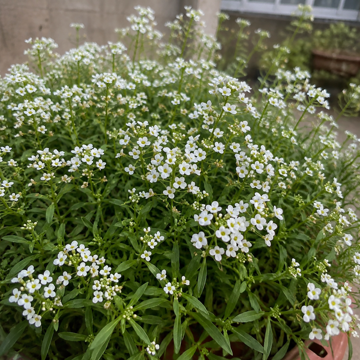 Alyssum Snow Carpet White Flower Seeds – Hybrid