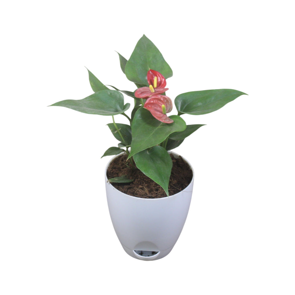 Anthurium (Red) Plant