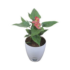Anthurium (Red) Plant