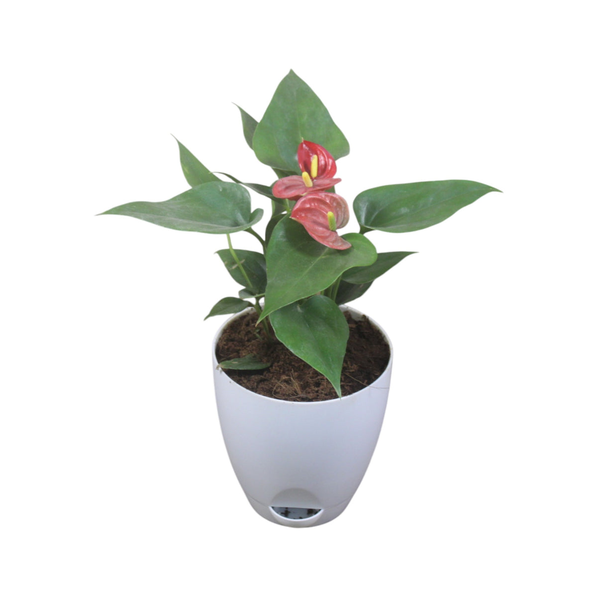 Anthurium (Red) Plant