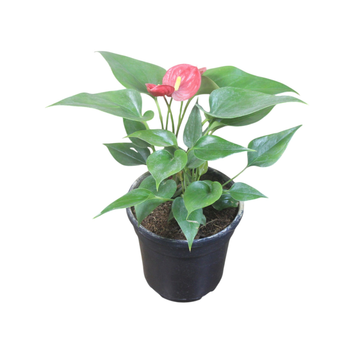 Anthurium (Red) Plant