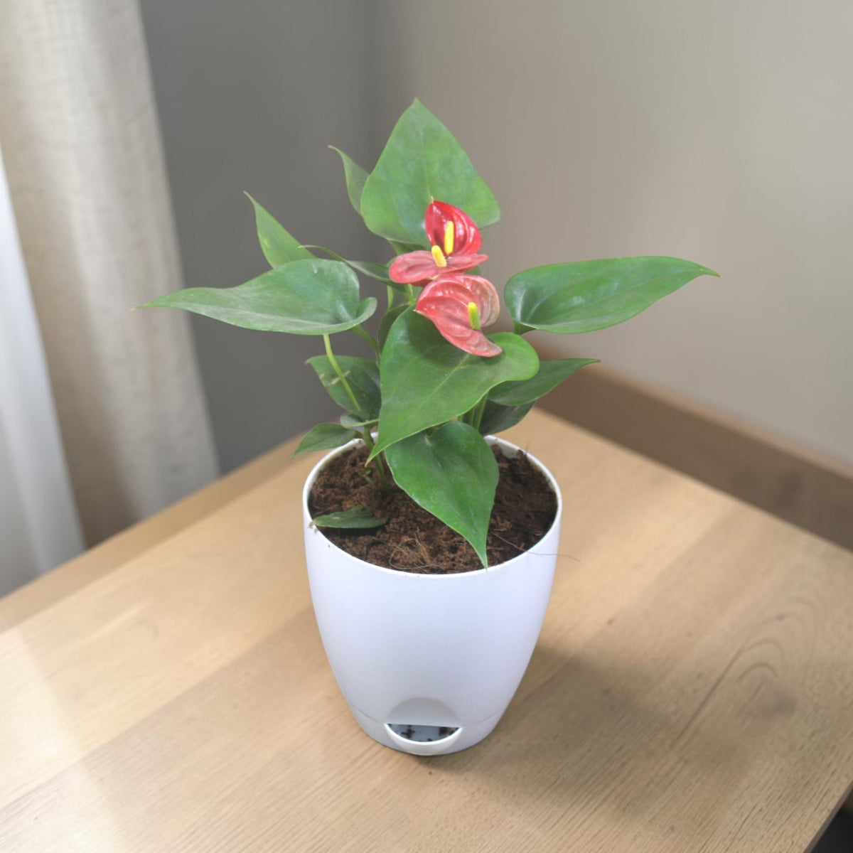 Anthurium (Red) Plant