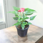 Anthurium (Red) Plant