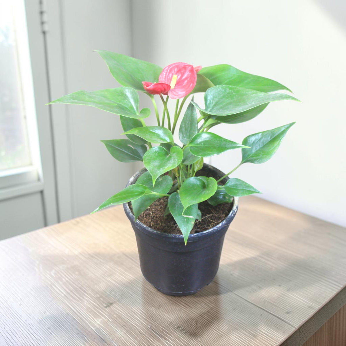 Anthurium (Red) Plant